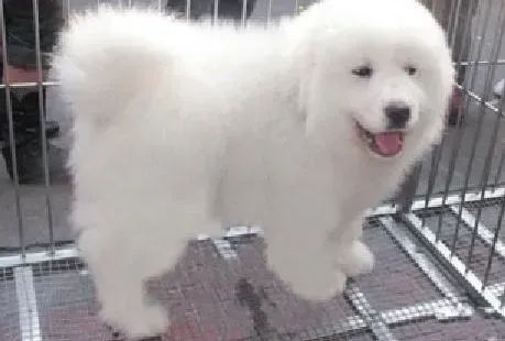 大白熊犬|大白熊犬吃什么吐什么怎么办