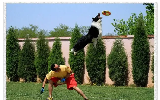 怎么训练边境牧羊犬 耐心修得好狗狗 | 边境牧羊犬