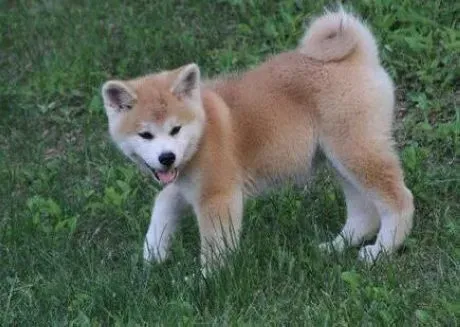 秋田犬|秋田犬具有哪些生理习性和特征