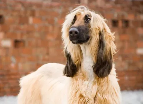 阿富汗猎犬怎么美容 足爪都有羽状饰毛 | 阿富汗猎犬