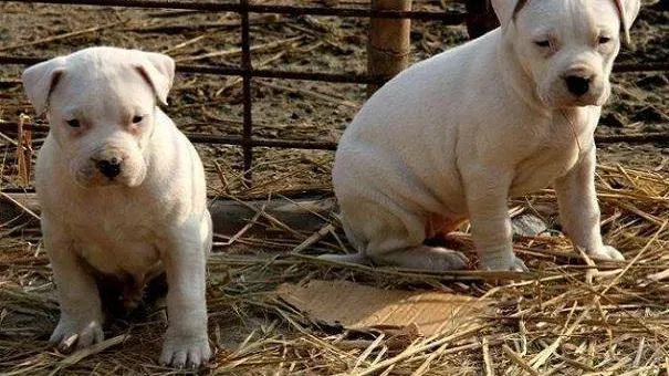 杜高犬|如何饲养一只年幼的杜高犬