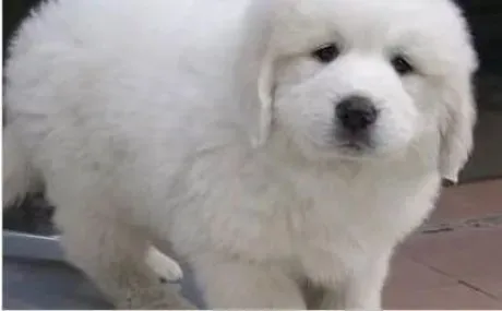 大白熊犬|怎样给大白熊犬养成爱剪指甲的好习惯
