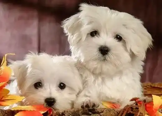 被狂犬病的狗咬了 不一定会得狂犬病 | 狗