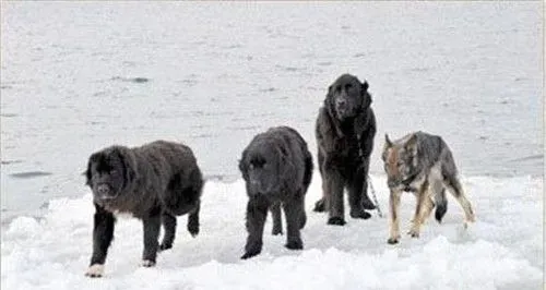 桦太犬在中国有么 其繁殖和饲养只保持在日本 | 桦太犬