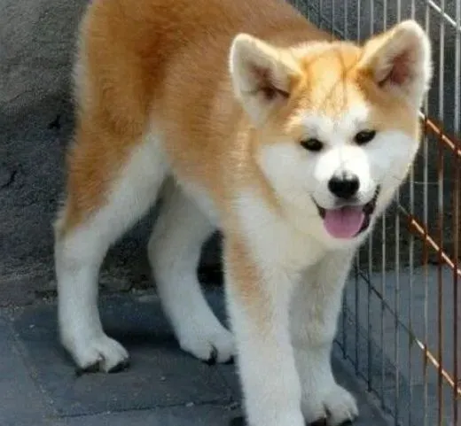 秋田犬|秋田犬在成长中最容易患上哪些疾病