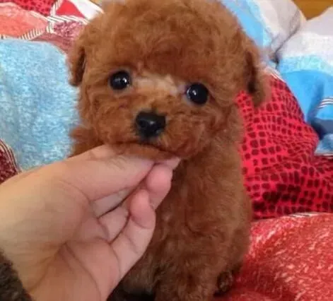 泰迪犬|春季饲养泰迪犬时要注意的问题