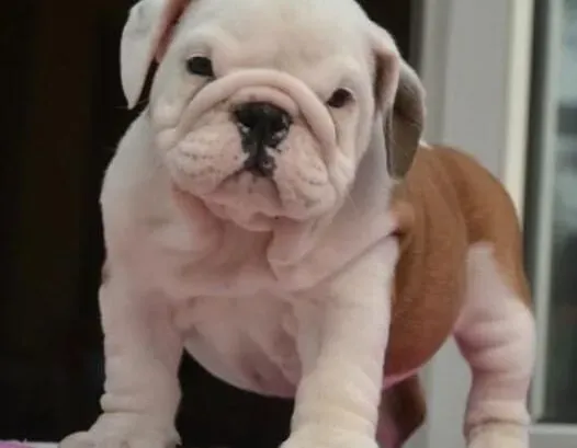 英国斗牛犬|斗牛犬不同疾病的不同喂食方法