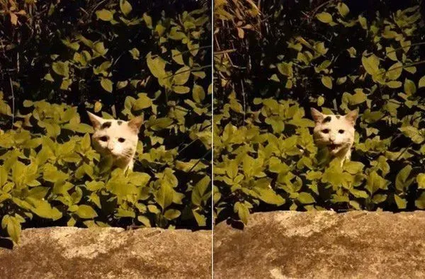 怎么这么晚才来? 小可爱浪浪撒娇等罐罐 | 猫