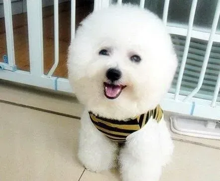 比熊犬|比熊犬搜寻与骑车训练的基本守则