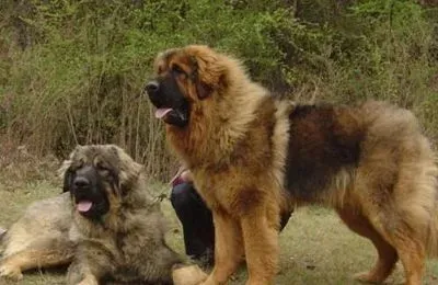 高加索犬吃的多吗 需要补充高热量食物 | 高加索犬