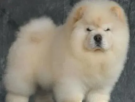松狮犬|如何让松狮犬尽快的开始新的生活