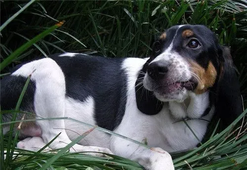比格犬有攻击性吗 一般情况下是不会咬人的 | 比格犬