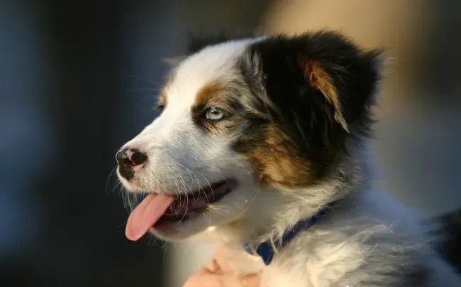 蝴蝶犬掉毛程度 蝴蝶犬掉毛原因及如何整理 | 蝴蝶犬