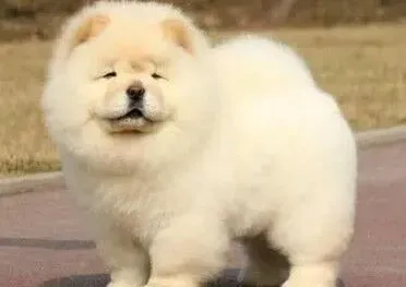 松狮犬|生活中哪些食物是不能够给松狮犬吃的