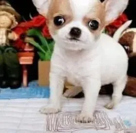吉娃娃|怎样对待在家中生产的吉娃娃母犬