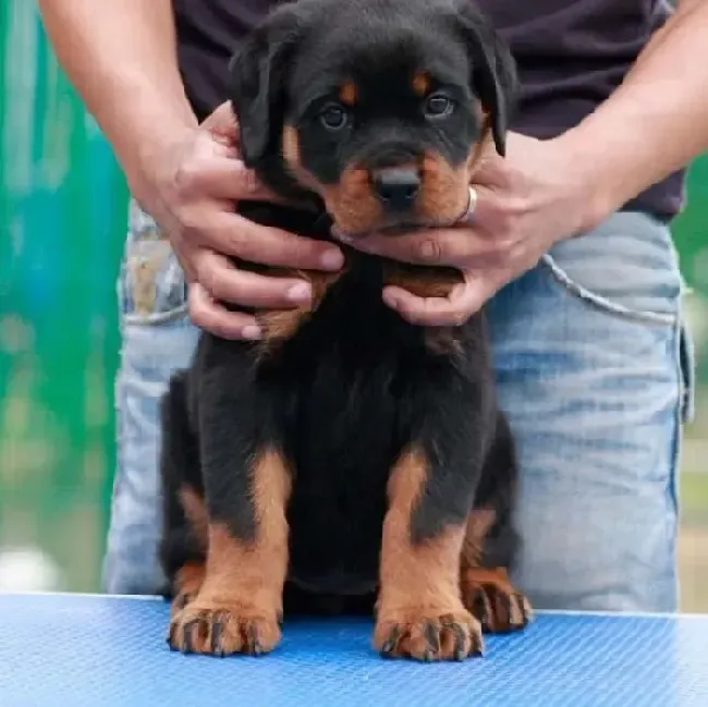 罗威纳犬|罗威纳犬又吐又拉怎么办