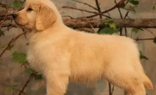 金毛|金毛犬可以喝娃哈哈或者营养快线吗