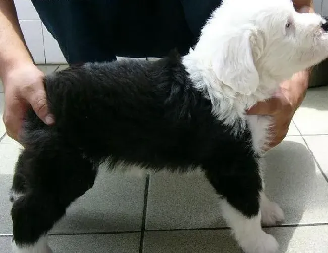 古代牧羊犬|古代牧羊犬临产时的准备事项