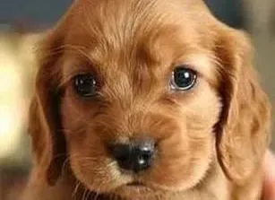 可卡犬|怎样合理的纠正可卡犬乱咬东西的行为