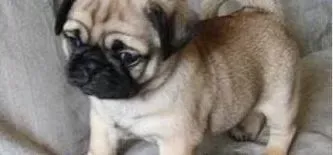 巴哥犬|巴哥犬吃美毛粉对它有好处吗 求解答