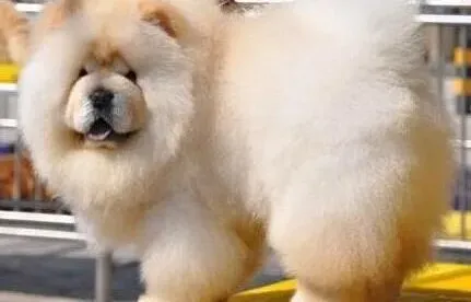 松狮犬|适者生存 给松狮犬提高良好居住环境的重要性