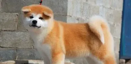 秋田犬|秋田犬独自在家很不老实如何是好