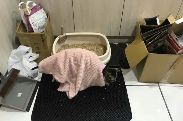 虎斑猫偷穿亮眼粉红色洋装 马麻傻眼：这是要去哪 | 猫