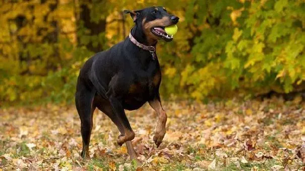 杜宾犬|老年杜宾犬的表现症状 老年杜宾犬健康问题