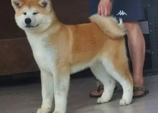 秋田犬|怎样对秋田犬进行基本的日常护理工作