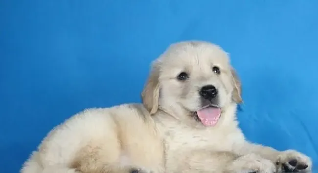 金毛能吃虾吗 金毛吃虾有什么危害 | 金毛