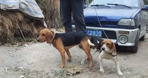 比格犬有攻击性吗 一般情况下是不会咬人的 | 比格犬