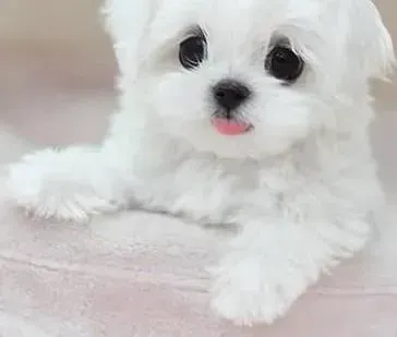马尔济斯|优秀饲主如何亲自给马尔济斯犬自制狗咬胶