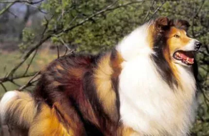 苏格兰牧羊犬驯养 首先要明确狗的天性 | 苏格兰牧羊犬