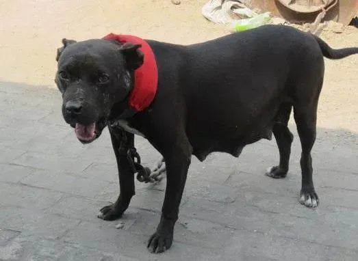 比特犬|判断比特犬怀孕，身体特征行为