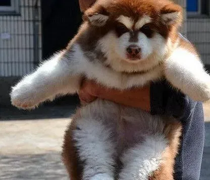 阿拉斯加犬|如何治疗患上感冒的阿拉斯加犬