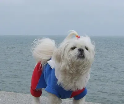 西施犬如何饲养 不能太频繁洗澡 | 西施犬