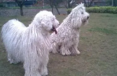 可蒙犬的日常护理 注意常见皮肤病的预防 | 可蒙犬