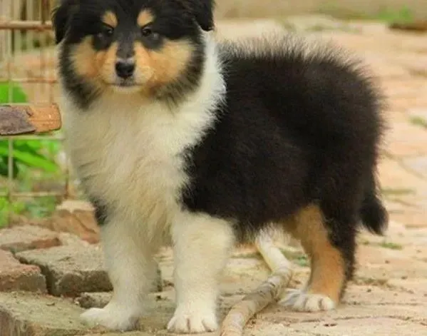 喜乐蒂|如何让喜乐蒂犬的皮肤病不再复发