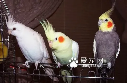 鸟类脑震荡怎么防治 事前预防比事后治疗好 | 