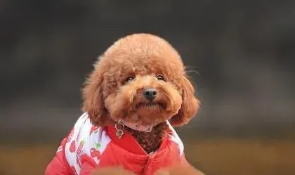  犬钩虫病 是犬比较多发且危害严重的病 | 狗狗