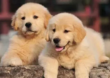 金毛|金毛犬身上到处都是红点是什么皮肤病