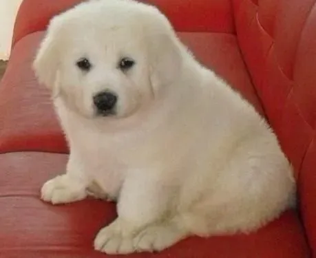 大白熊犬|科学饲养 大白熊犬出现食欲不振的原因有哪些