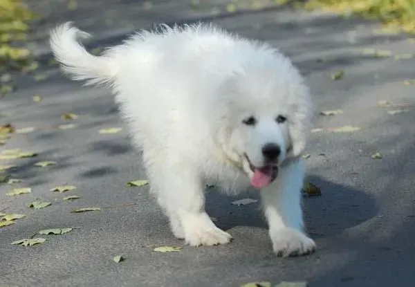 大白熊犬|大白熊犬耳朵有大量黄色耳屎该怎么清洁