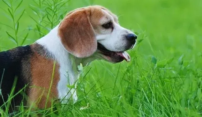 比格犬|新妈妈新生活 两个要点喂养出健康的比格犬