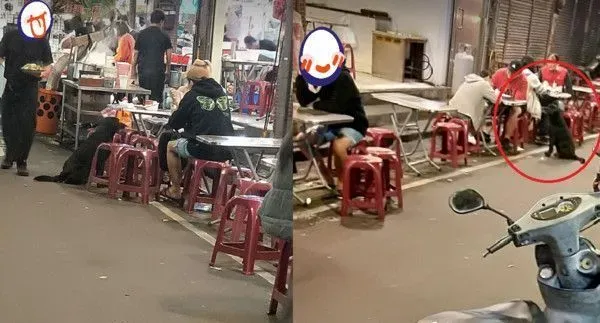 黑狗沿桌讨饭超专业 吃完一轮再重头来过 | 狗
