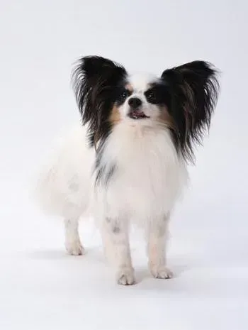 蝴蝶犬|蝴蝶犬最近总拉稀应如何是好