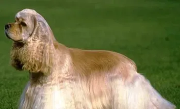 美国可卡犬的寿命 寿命在10到15年左右 | 美国可卡犬