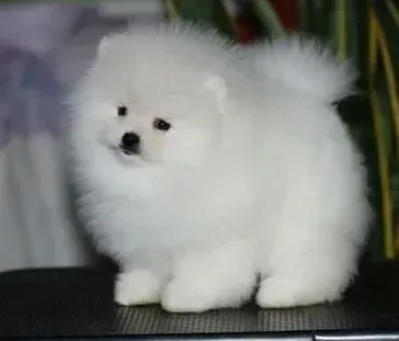 博美犬|我家博美犬肚皮上有个黄豆大小的脓包是怎么回事