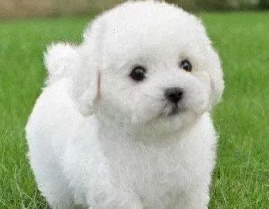比熊犬|怎么训练比熊犬胆子大不再被其它狗欺负