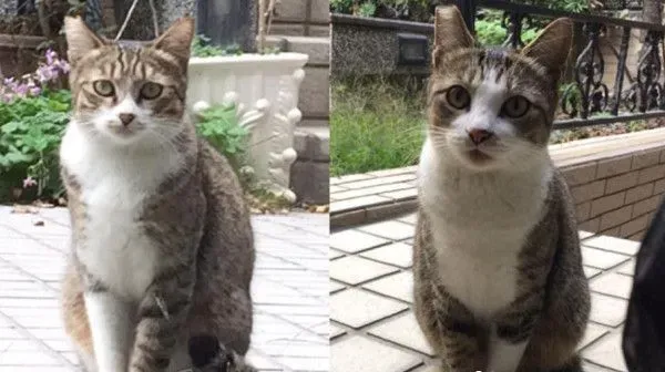 遇到诈骗集团! 喂食2年的喵老大发现被骗了 | 猫